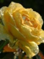A more open yellow rose - like Cathy
O'Brien