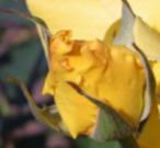 a tight yellow rosebud - like Muriel O'Brien