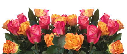 row of pink and gold roses