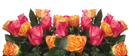 row of pink
and gold roses