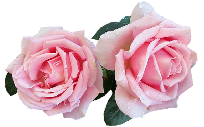 twin pink roses for Reach Ruth page