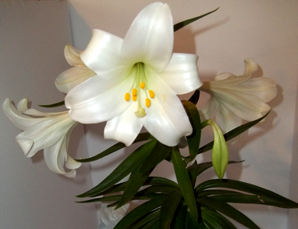 closeup of my Easter lily