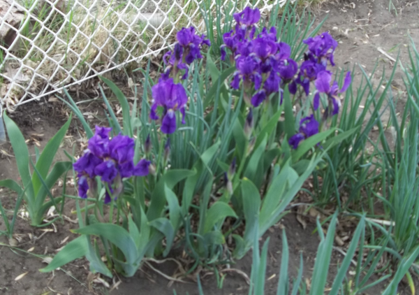 My purple irises were the first to bloom in spring