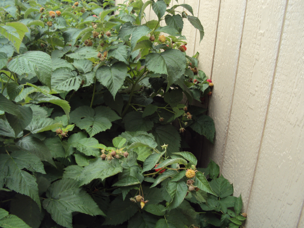 the edge of my raspberry hedge - 
as tall as my face, lots of berries!