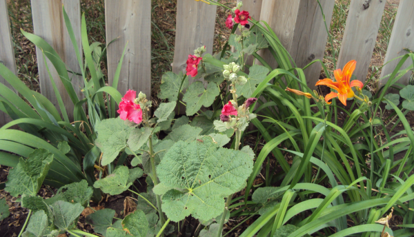 shorter Hollyhocks and one day-lily