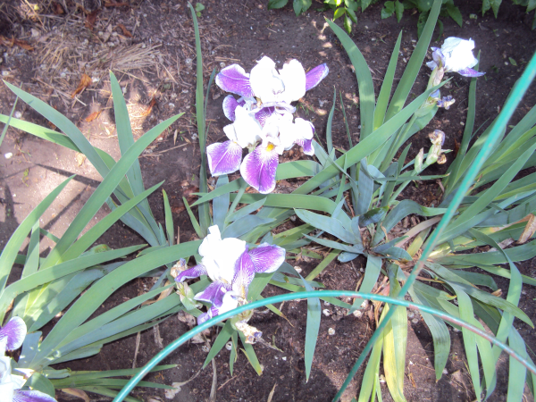 white+mauve Irises-that were my Mom's