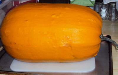 my biggest pumpkin -ready to cut