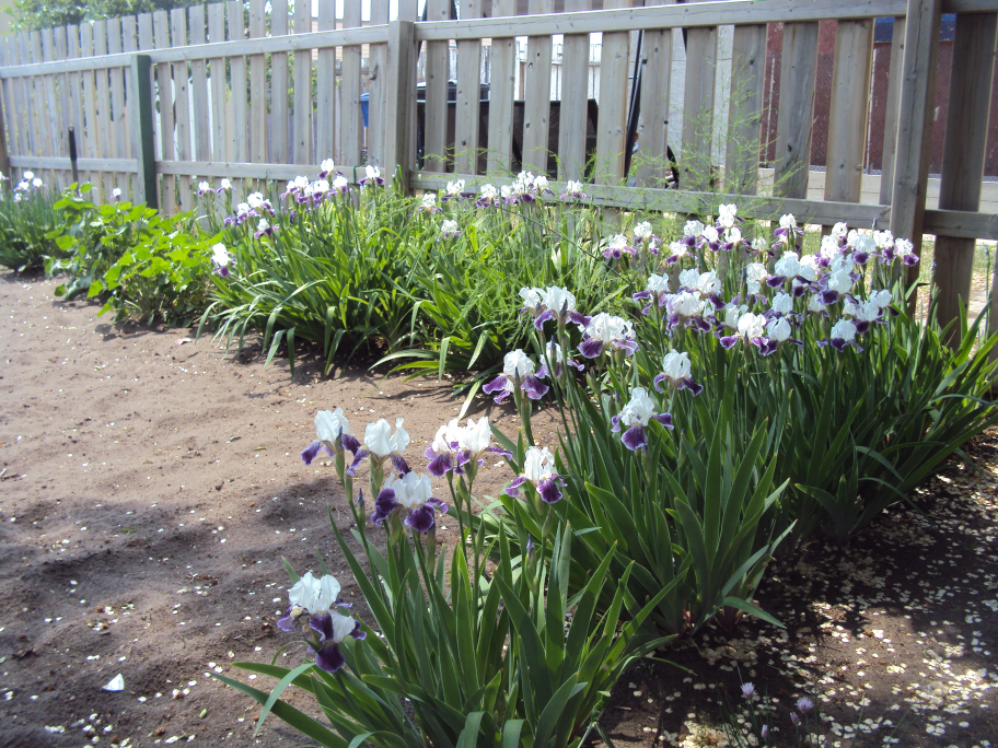 easily over 100 iris plants there!