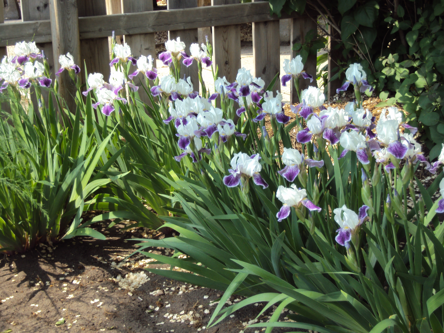 closeup of these cheerful, elegant Irises!