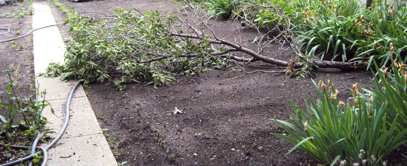 a long tree branch fell down
