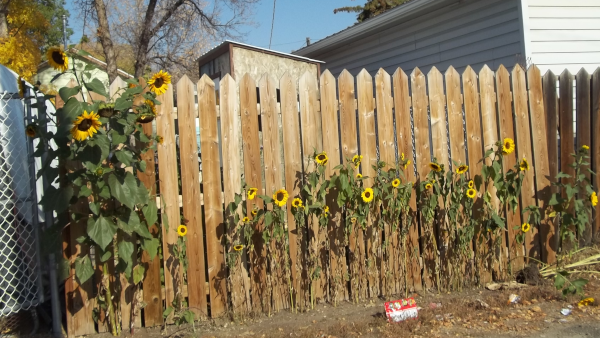 my alley Sunflowers in bloom!