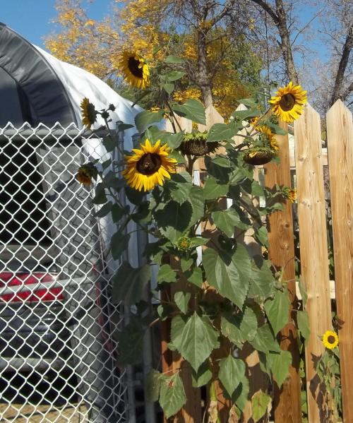 a close up of the biggest sunflowers