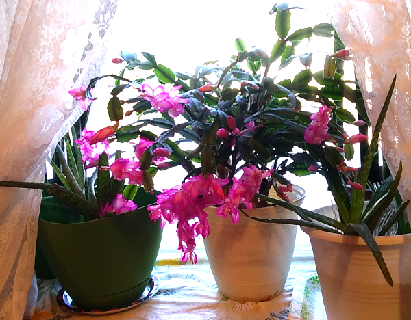 This is the bedroom cactus, after a week of dripping with these pink blossoms.