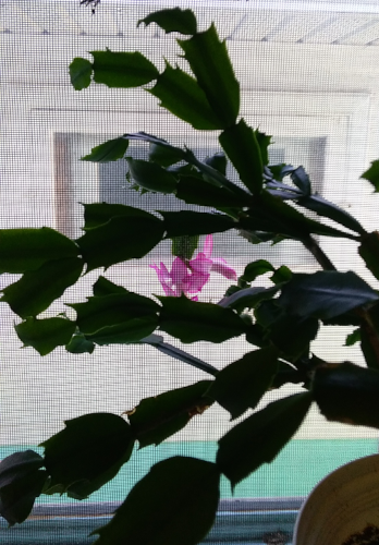 leaf-branches of two cactii up in the high east window each sent a leaf-stem through the screen
mesh and grew a flower between the screen and window pane.