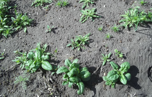 just spotted this morning, 3 volunteer spinach plants have come up among the weeds.