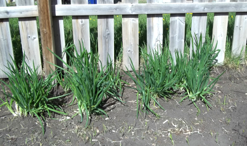 just 4 clumps of the green onions I weeded on Sat. and Mon, Victoria Day