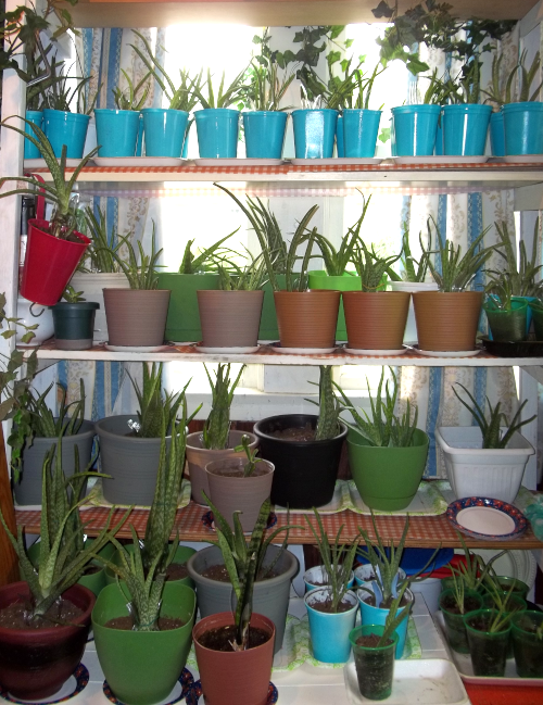 my aloe vera plants ready for sale in front porch