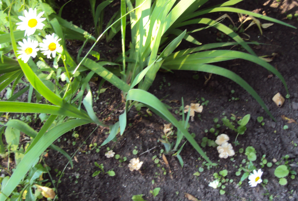 Here's a curious thing! see those 
mushrooms on the ground? they want to be seen as daisies!