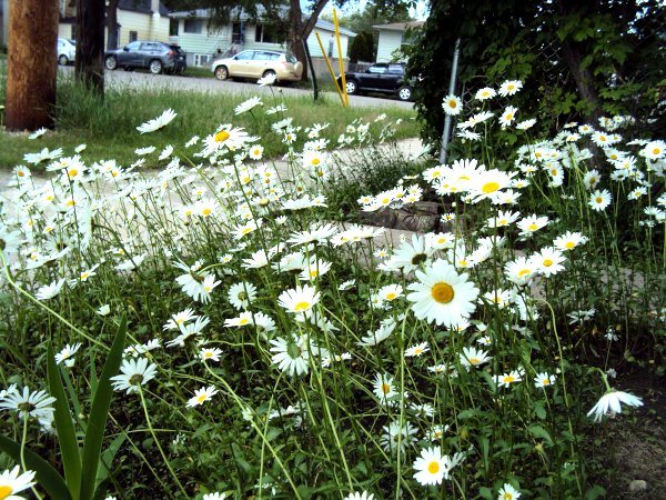 daisies close up - looking out toward street