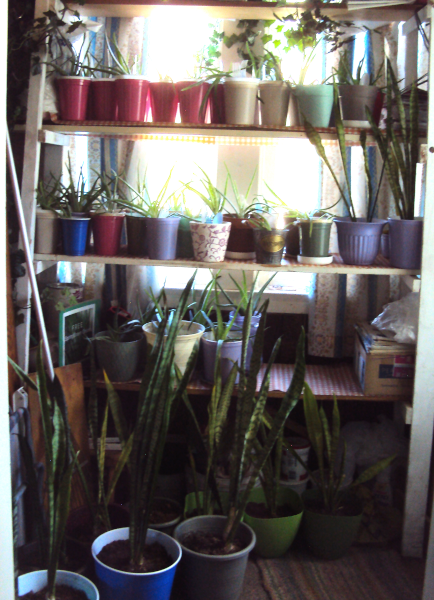 plants in porch for Plant sale