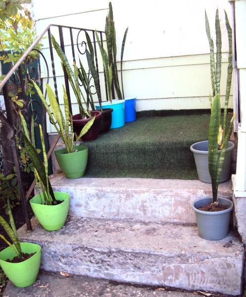 Snake plants on steps