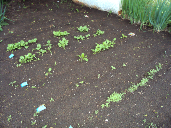 Spinach and Chinese Cabbage springing up since Victoria Day