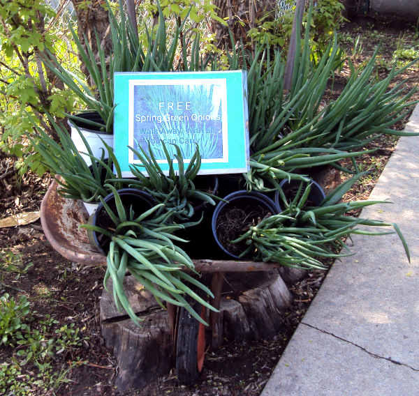 FREE! Spring Green Onions in wheelbarrow