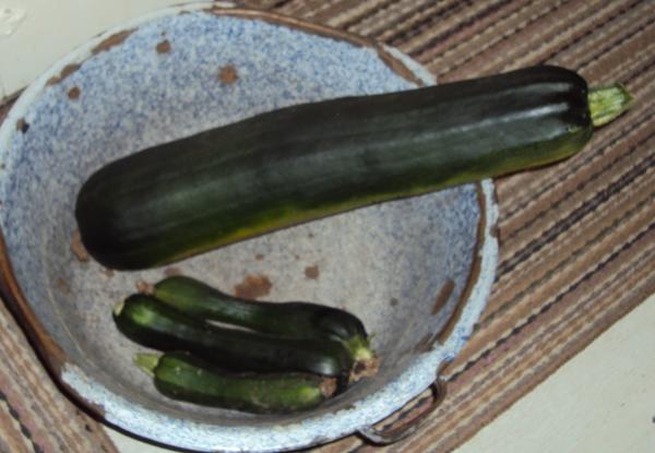 super duper Zucchini bought in last night