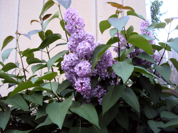 close-up of some of my lilacs in June