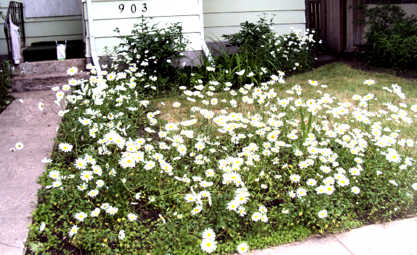 my daisies in the front yard end of June 2024