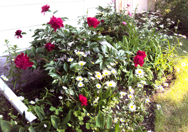 red and pink peonies (background) with daisies