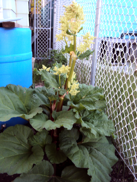 rhubarb plant gone to seed first time ever!