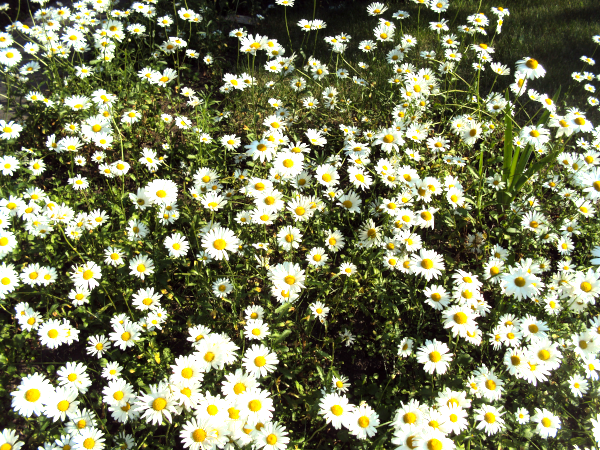 smile back at these smiling daisies!