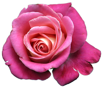 really rosy Rose!